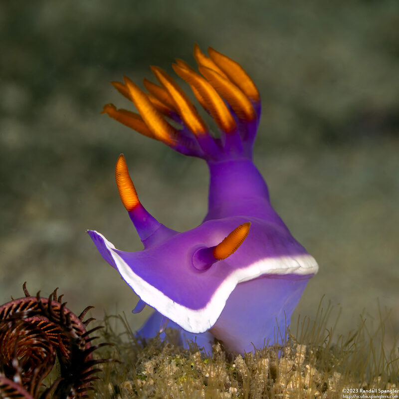 Hypselodoris variobranchia (Variegated-Gill Hypselodoris)