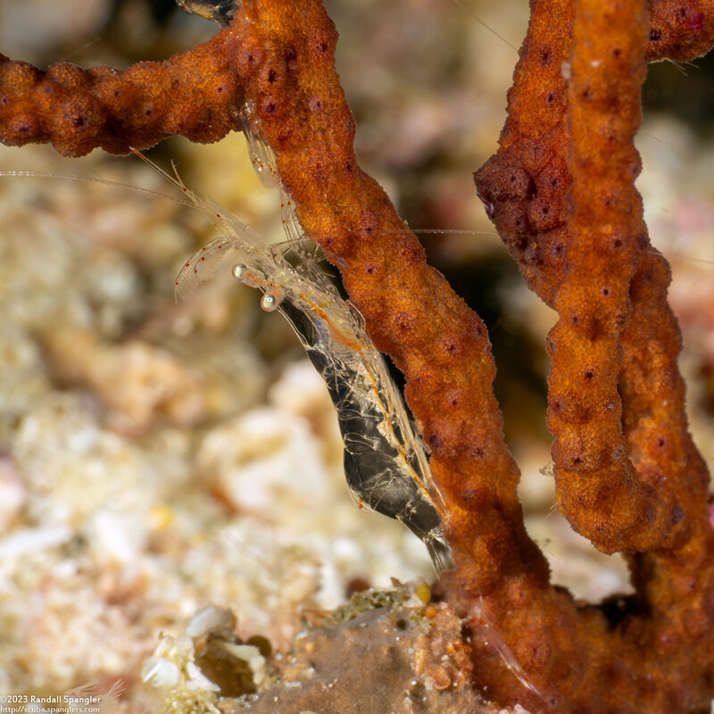 Manipontonia psamathe (Translucent Gorgonian Shrimp)
