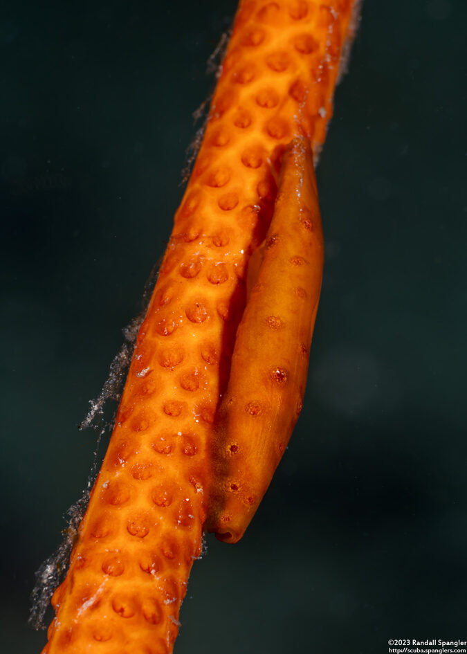 Aclyvolva coarctata (White-Tufted Spindle Shell)