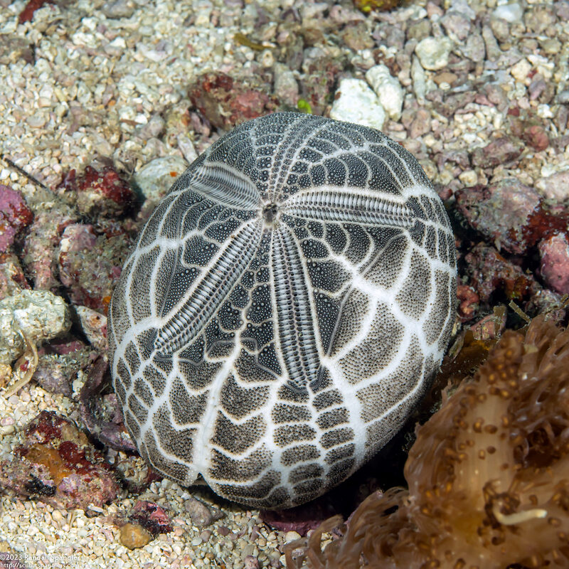 Metalia spatagus (Mauve Heart Urchin); Urchin test (skeleton)