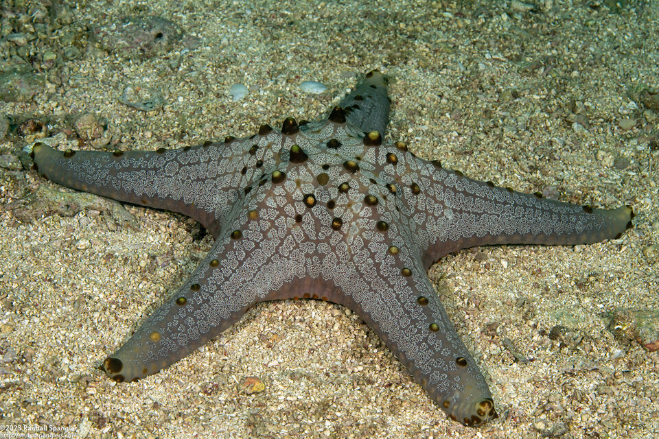 Pentaceraster tuberculatus (Tuberculate Pentaceraster)