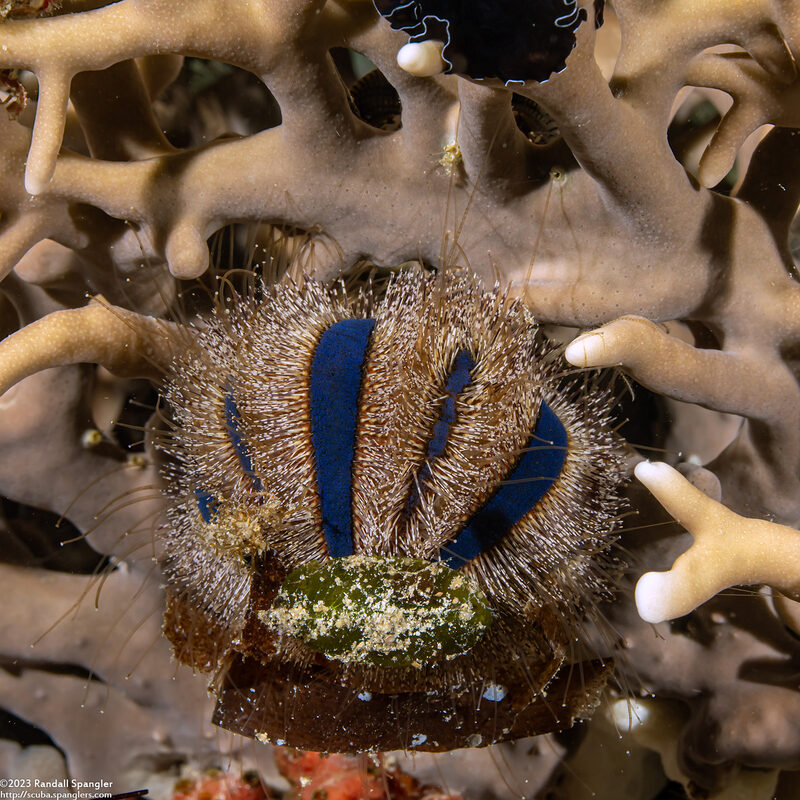 Mespilia globulus (Globe Urchin)