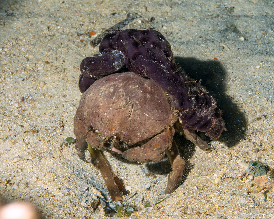 Lauridromia dehaani (De Haan's Sponge Crab)