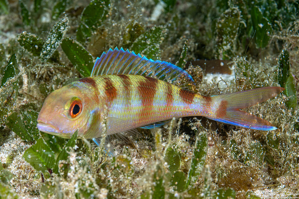 Nemipterus furcosus (Fork-Tailed Threadfin Bream)