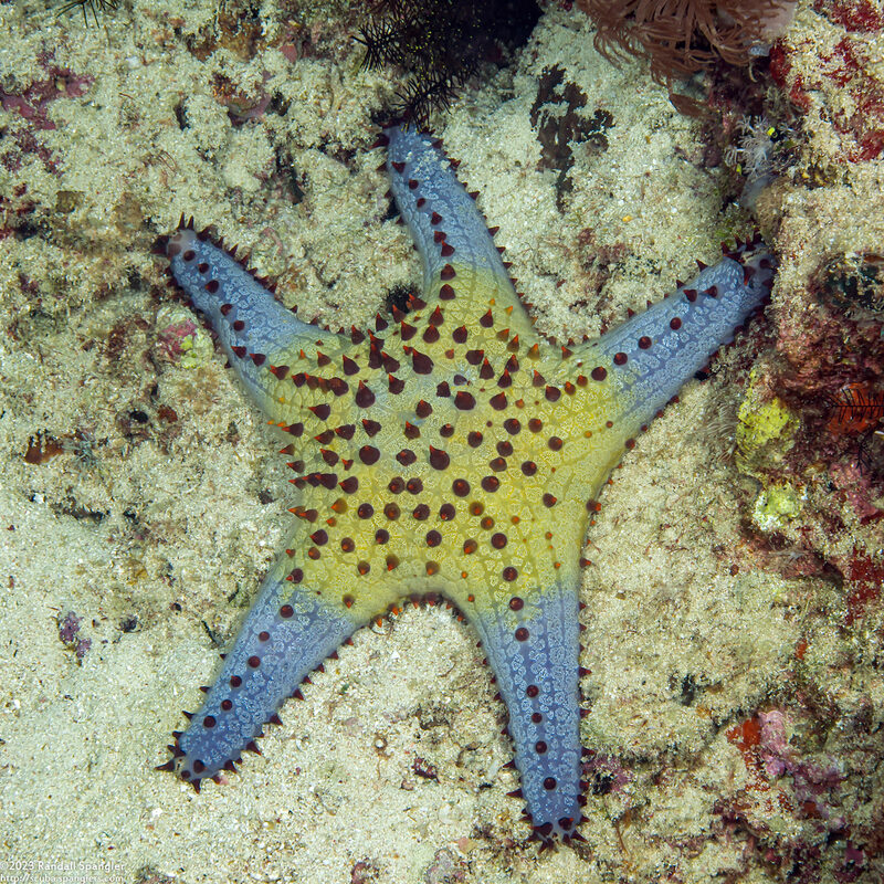 Pentaceraster tuberculatus (Tuberculate Pentaceraster)