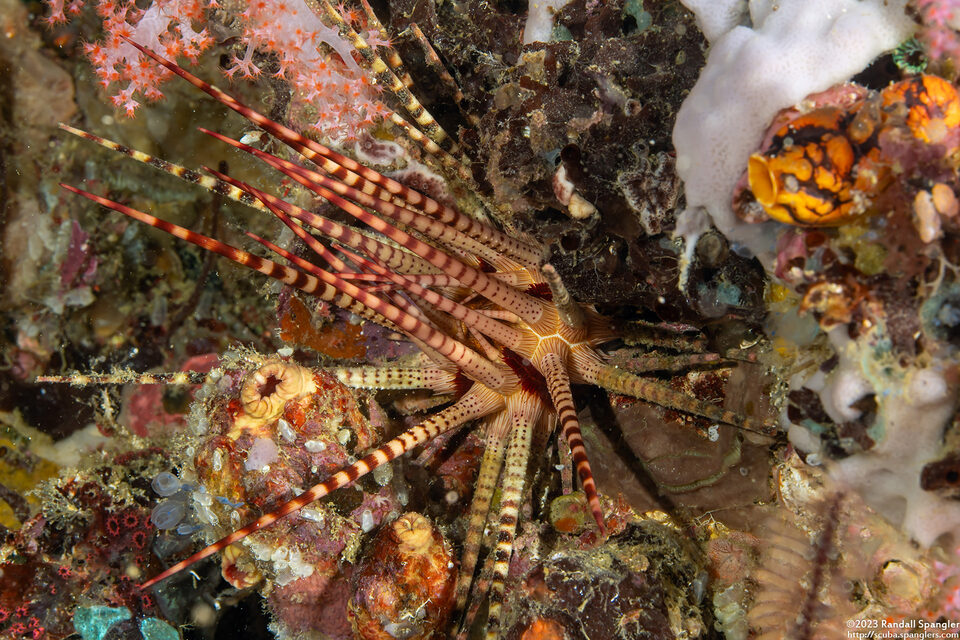 Prionocidaris baculosa (Raspy Sea Urchin)