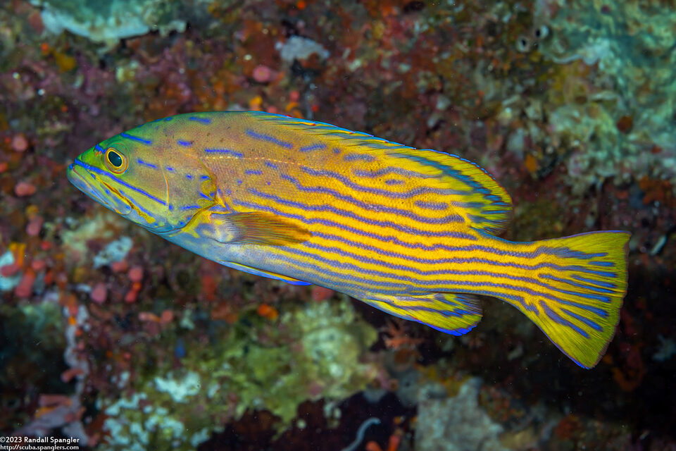 Cephalopholis polleni (Harlequin Grouper)