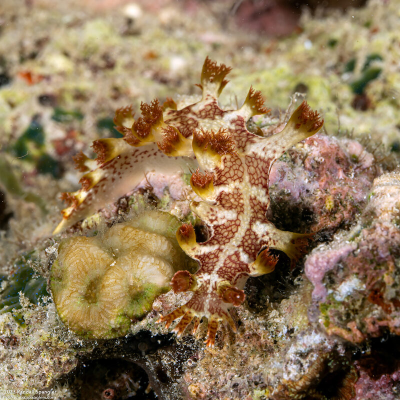 Marionia elongoreticulata (Reticulate Marionia)