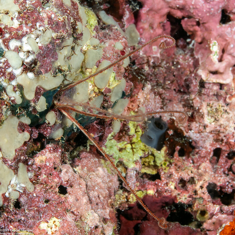 Amphiuridae sp.1 (Burrowing Brittle Star)