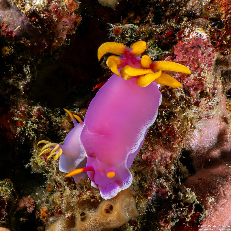 Hypselodoris apolegma (Robe Hem Hypselodoris)