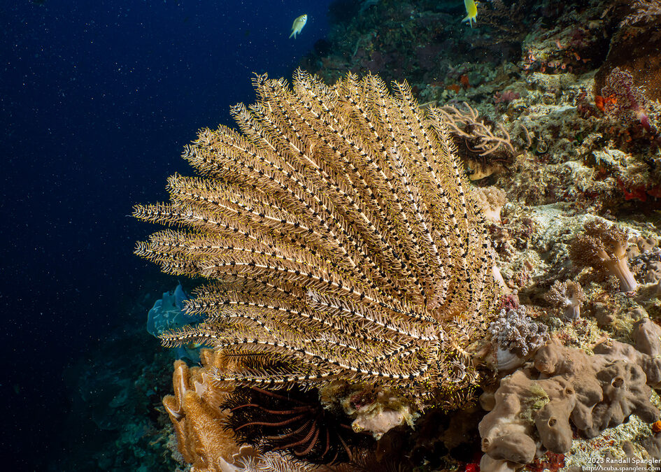 Clarkcomanthus alternans (Legless Feather Star)