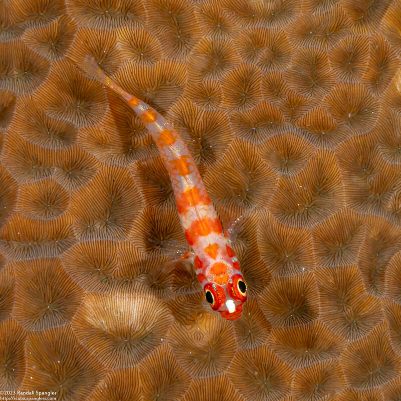 Trimma cana (Candycane Pygmygoby)