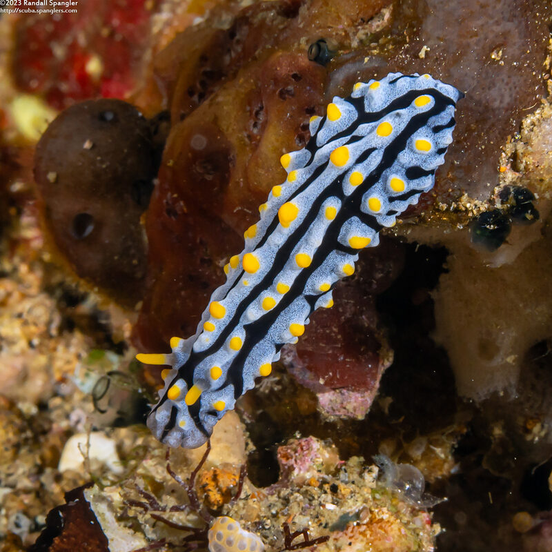 Phyllidia varicosa (Varicose Phyllidia)