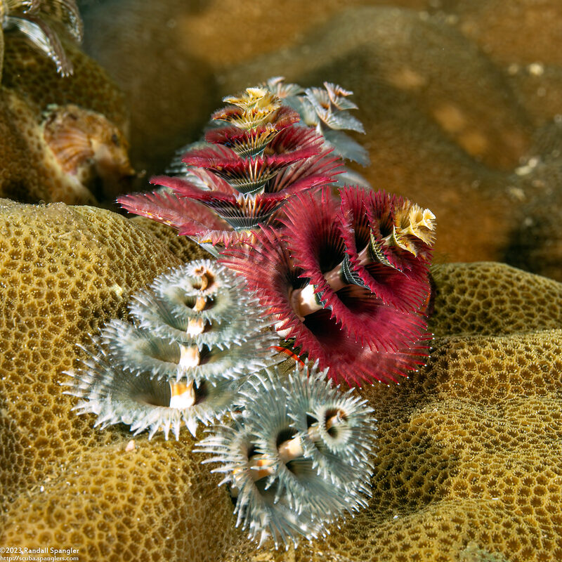 Spirobranchus sp.1 (Christmas Tree Worm)