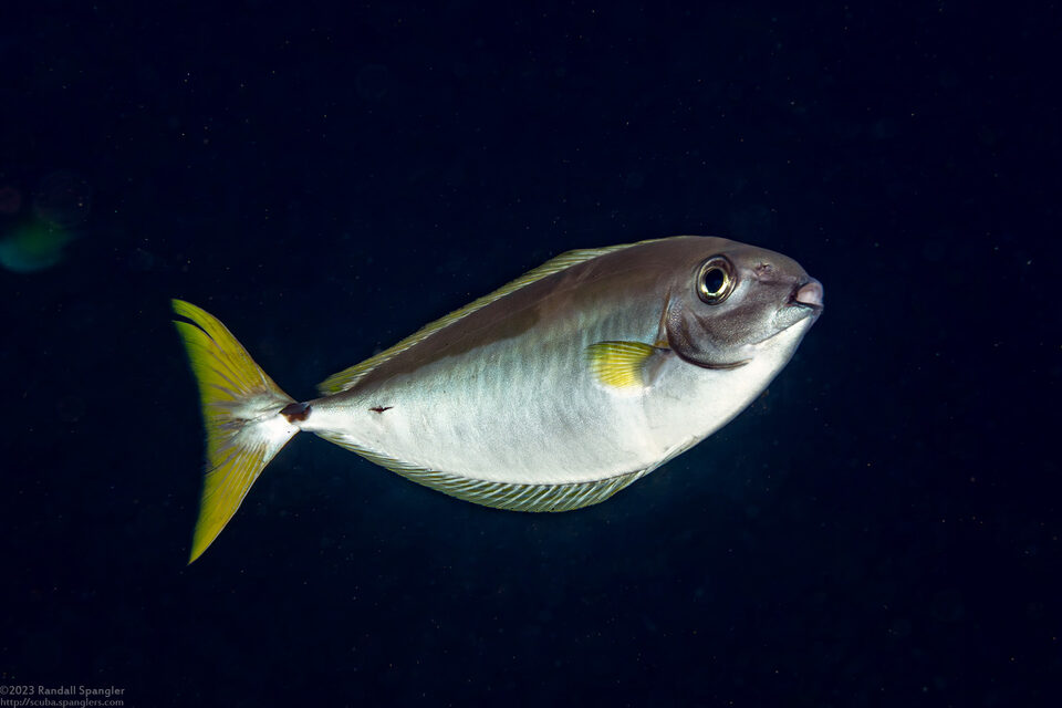 Naso minor (Blackspine Unicornfish)