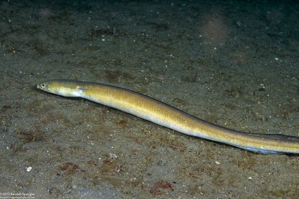 Conger cinereus (Longfin African Conger)