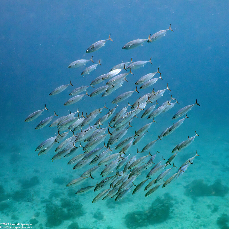Grammatorcynus bilineatus (Double-Lined Mackerel); Patterns on backs are a camera artifact