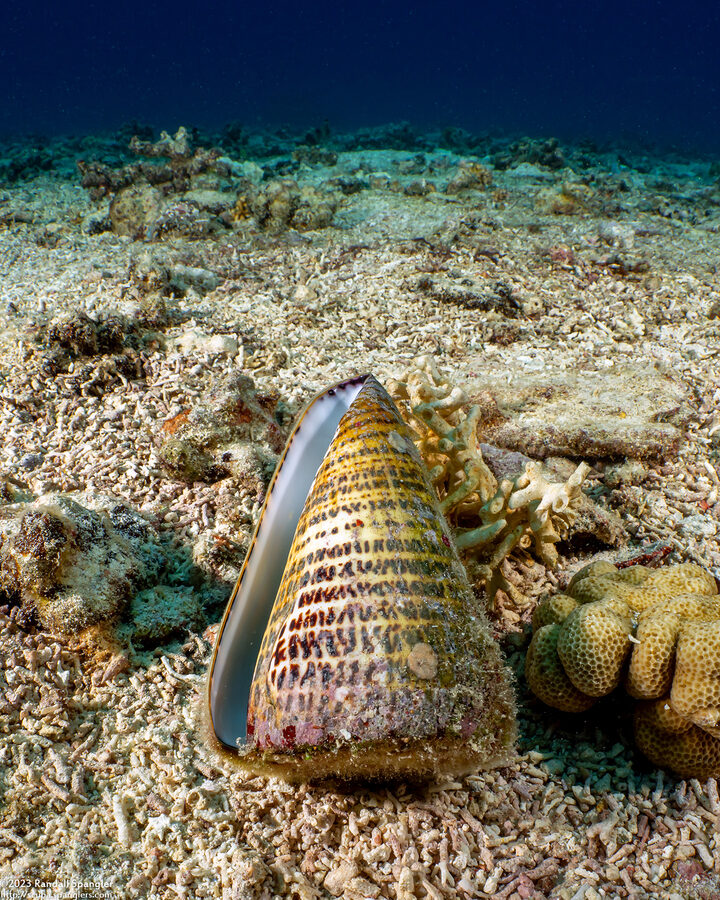 Conus leopardus (Leopard Cone)