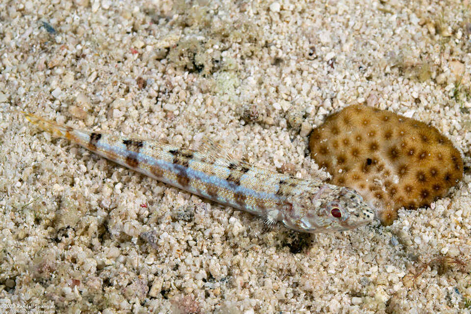 Synodus dermatogenys (Clearfin Lizardfish)