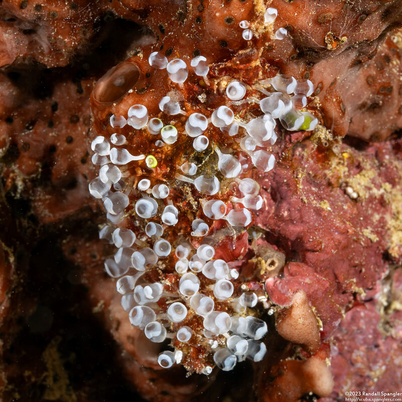 Clavelina sp.2 (Clavelina sp.2)