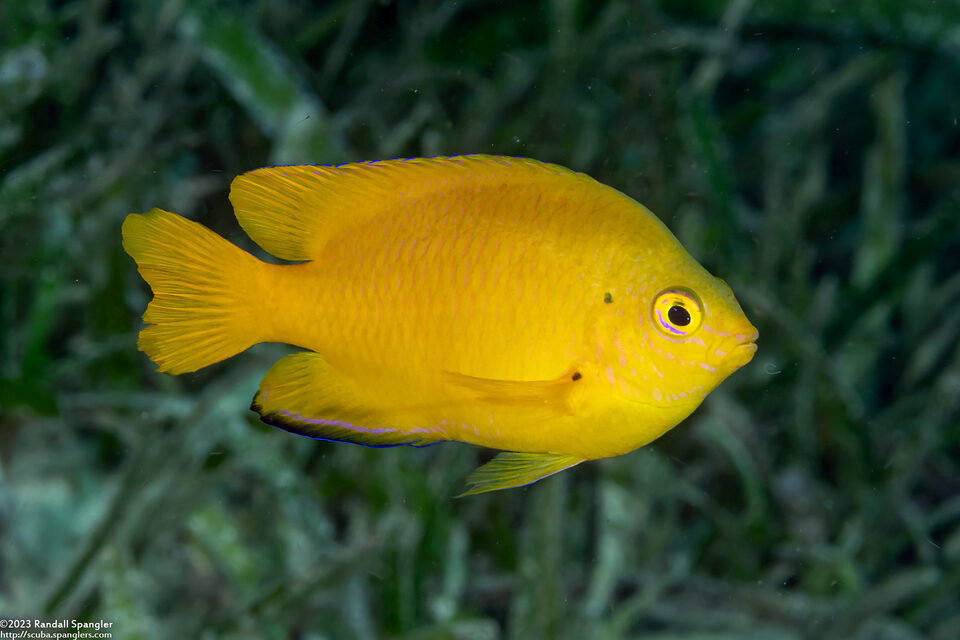 Pomacentrus moluccensis (Lemon Damsel)