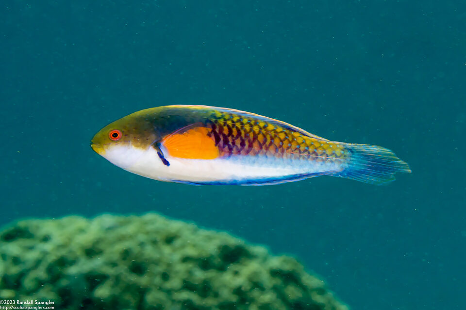 Cirrhilabrus ryukyuensis (Yellowflanked Fairy Wrasse)