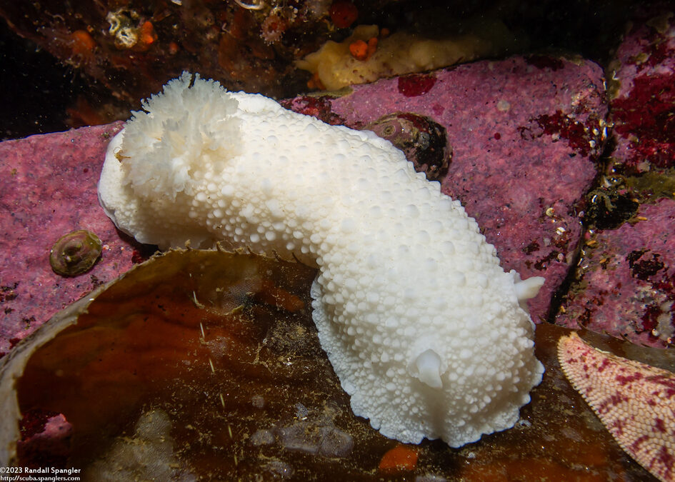 Doris odhneri (White Knight Dorid)