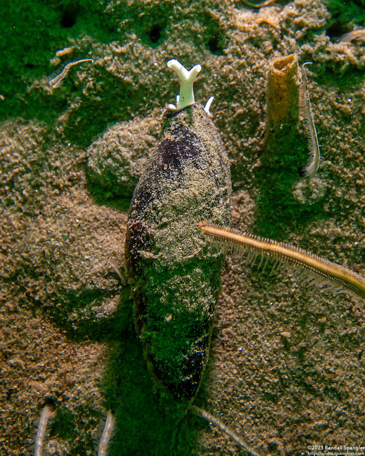 Atrimitra idae (Ida's Miter); With forked siphon