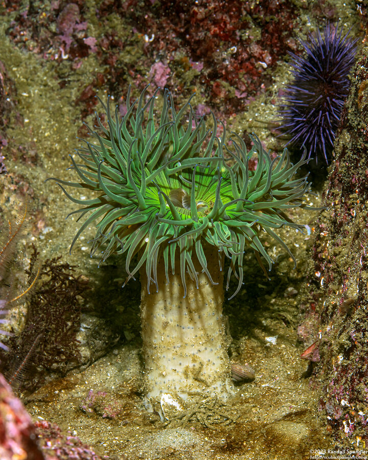 Anthopleura sola (Sunburst Anemone)