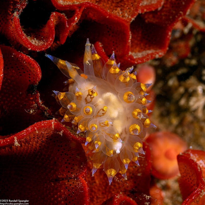 Antiopella barbarensis (Santa Barbara Janolus)