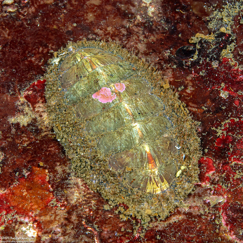 Mopalia lignosa (Woody Chiton)