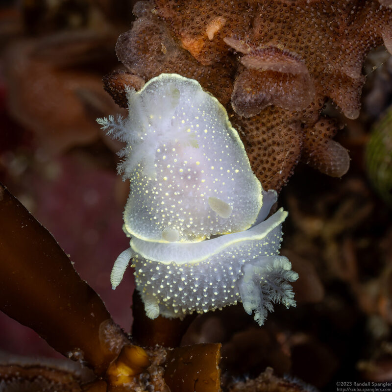 Acanthodoris hudsoni (Hudson's Horned Dorid)