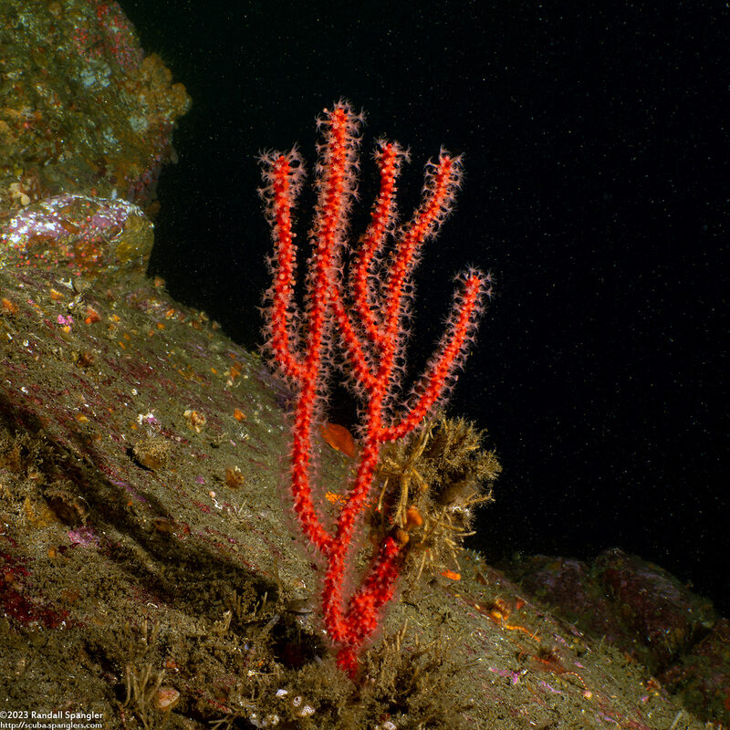 Leptogorgia chilensis (Red Gorgonian)