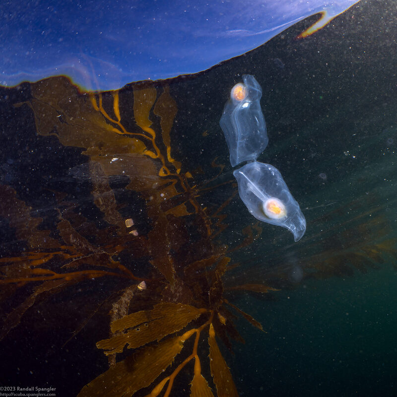 Salpa fusiformis (Common Salp)