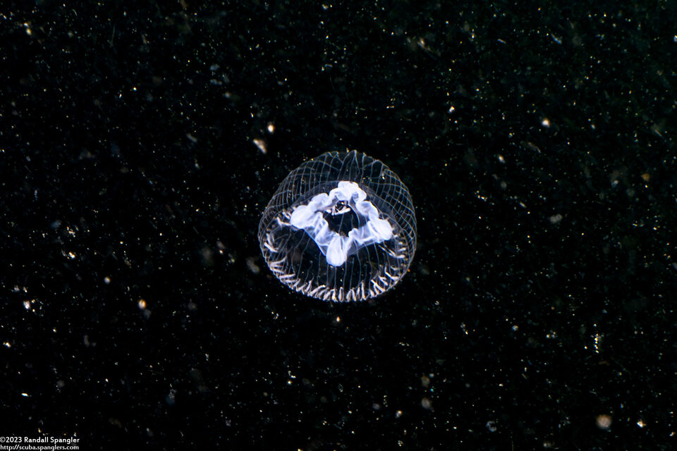 Annatiara affinis (Annatiara Affinis)