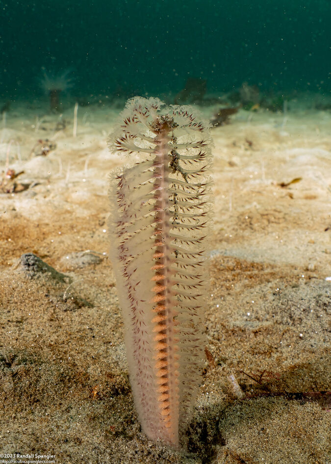 Stylatula elongata (White Sea Pen); Possibly with eggs