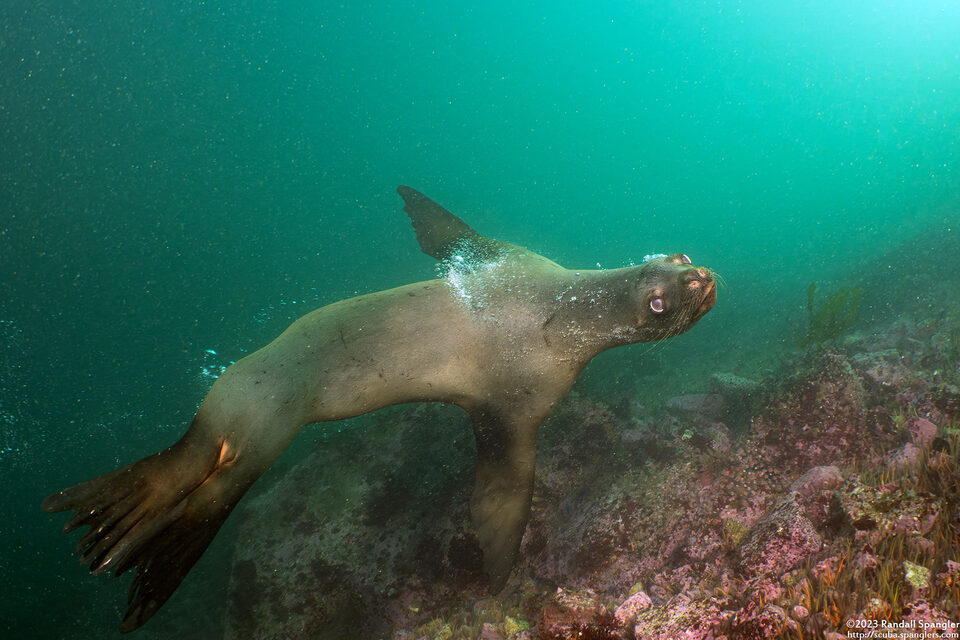 Zalophus californianus (California Sea Lion)