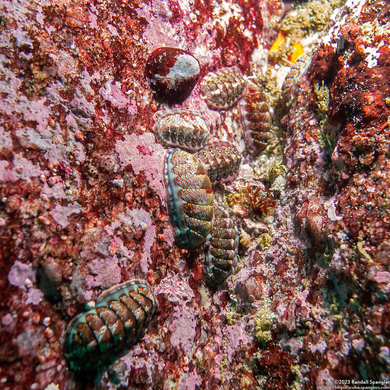 Tonicella lokii (Flame Lined Chiton)