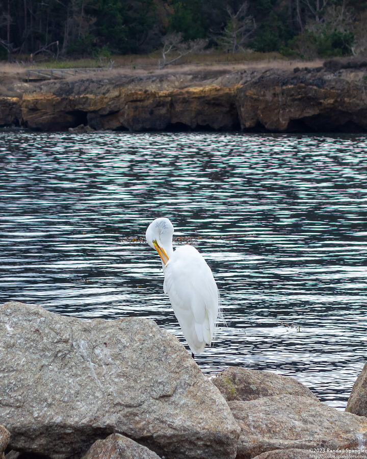 Ardea alba (Great Egret)