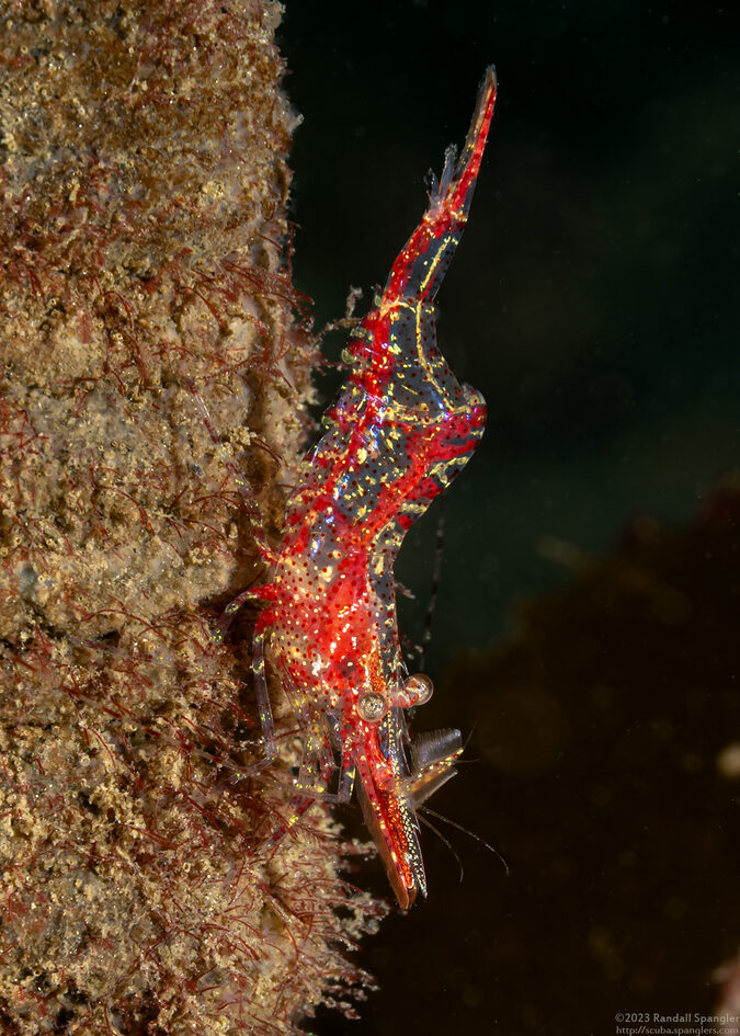 Heptacarpus tenuissimus (Slender Shrimp)