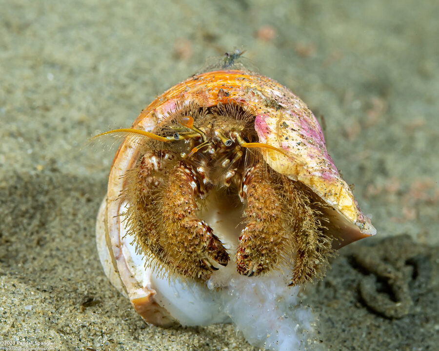 Paguristes ulreyi (Furry Hermit Crab)