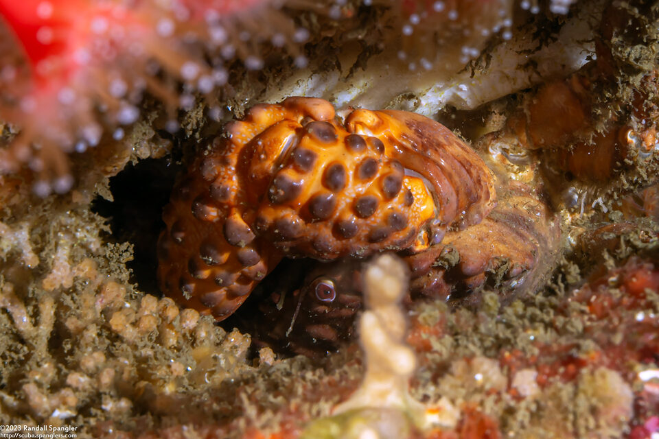 Paraxanthias taylori (Lumpy Rubble Crab)