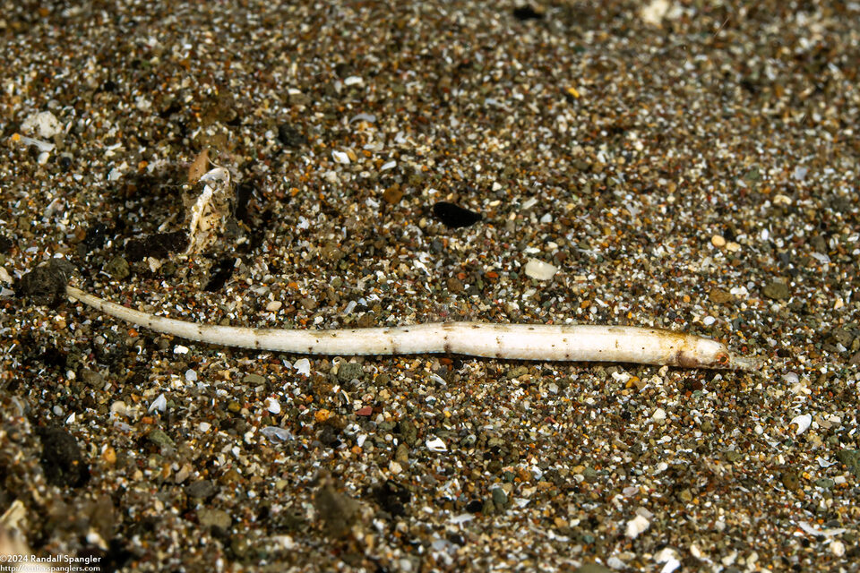 Festucalex kulbickii (Kulbicki’s Pipefish)