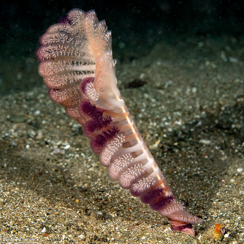 Virgularia sp.1 (Virgularia sp.1)