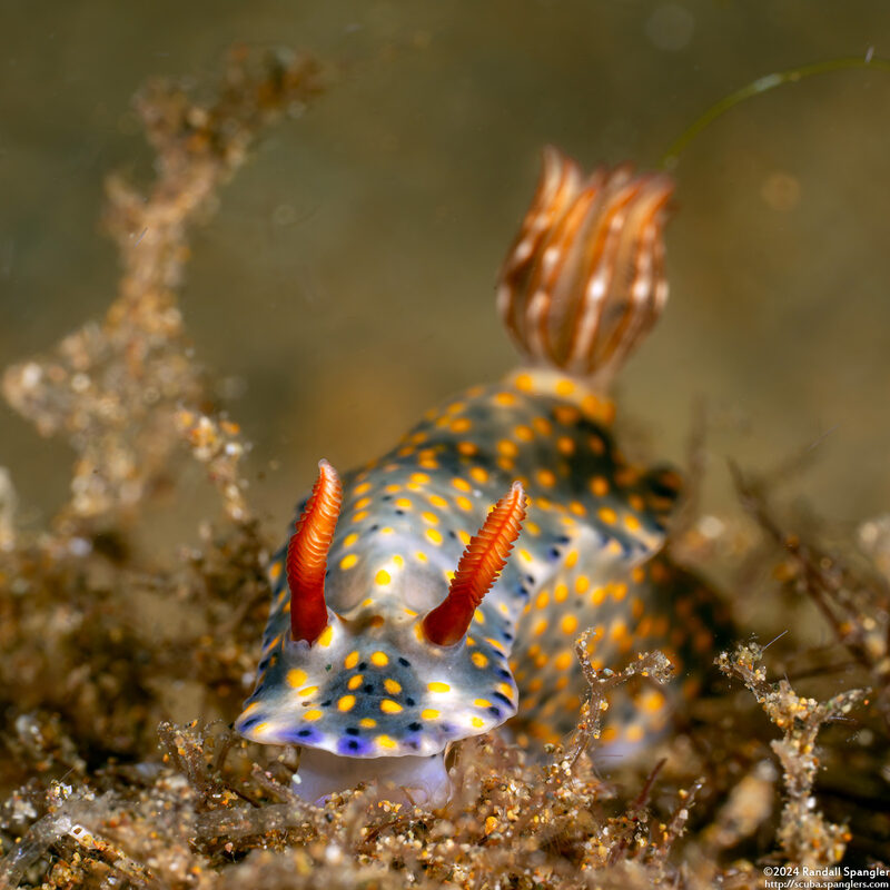 Hypselodoris roo (Roo Hypselodoris)