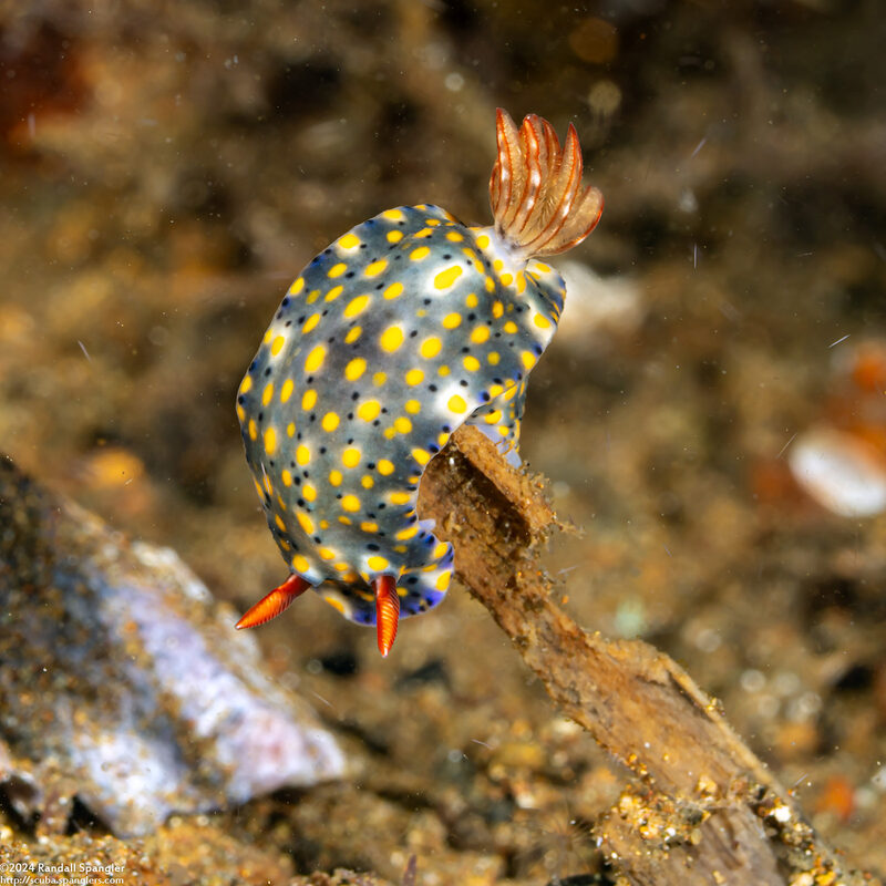Hypselodoris roo (Roo Hypselodoris)