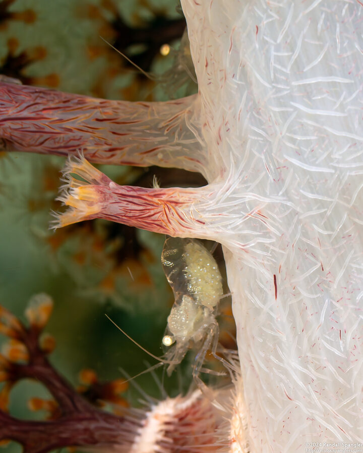 Periclimenes sp.1 (Soft Coral Commensal Shrimp)