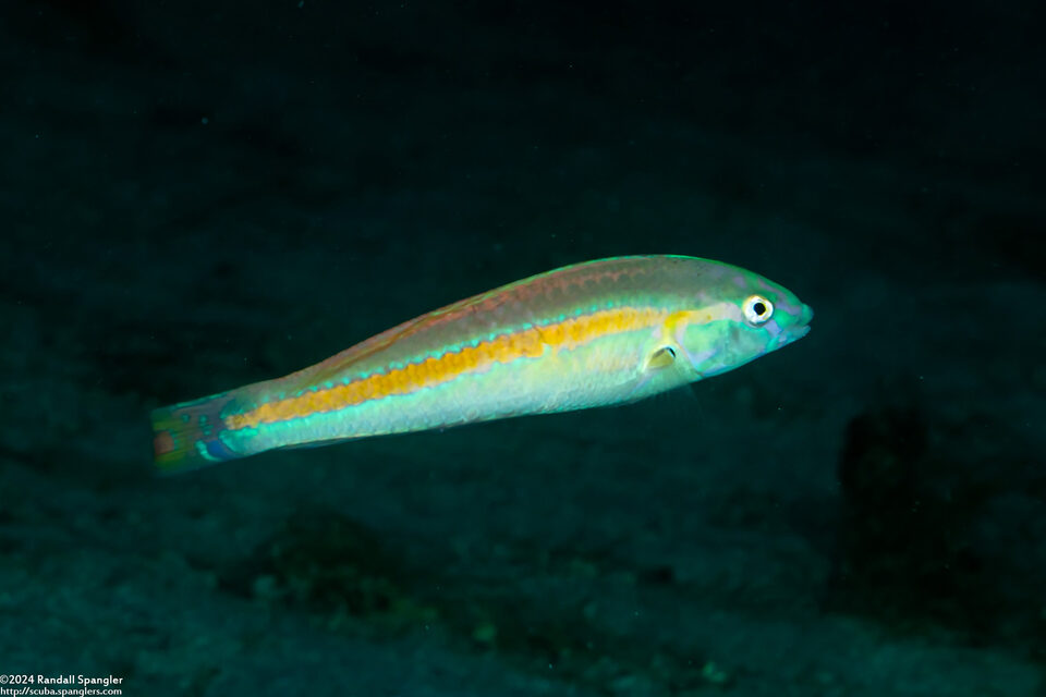 Halichoeres hartzfeldii (Goldstripe Wrasse)