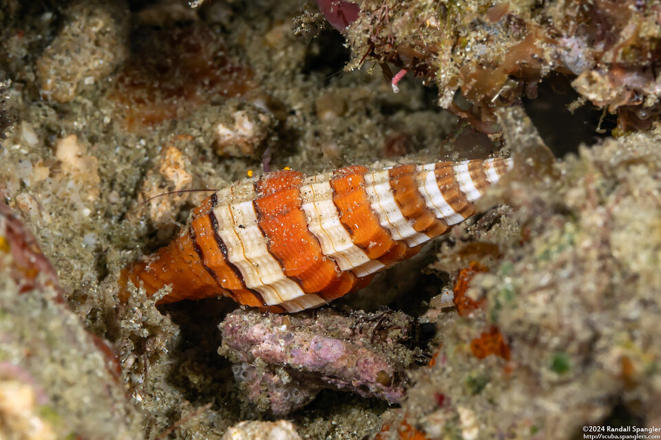 Vexillum citrinum (Regal Mitre)