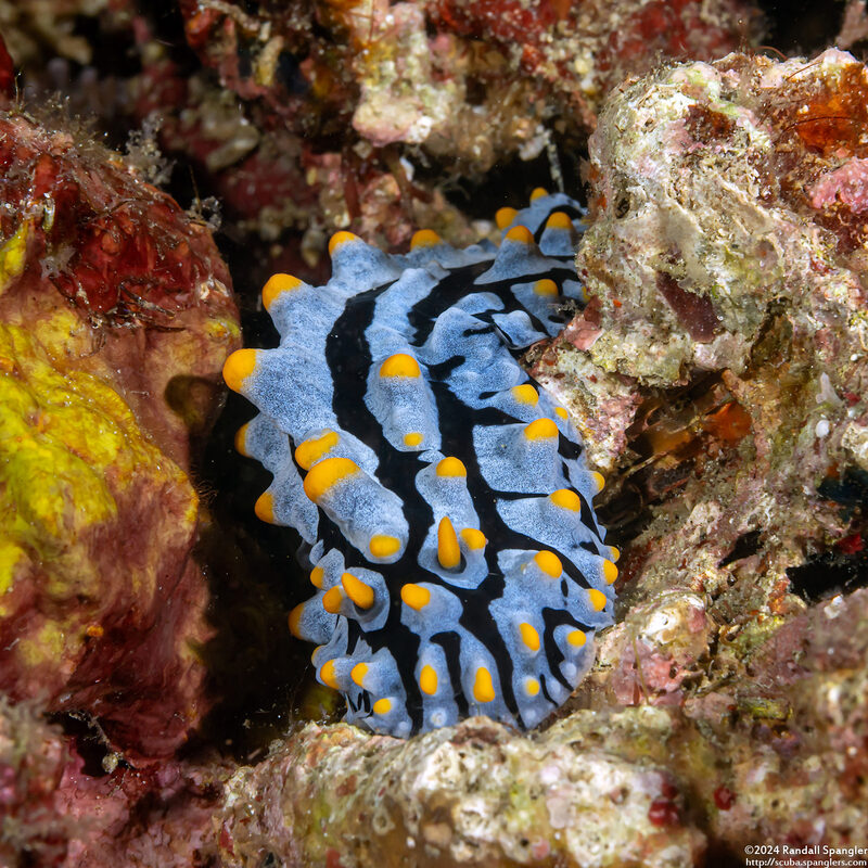 Phyllidia varicosa (Varicose Phyllidia)